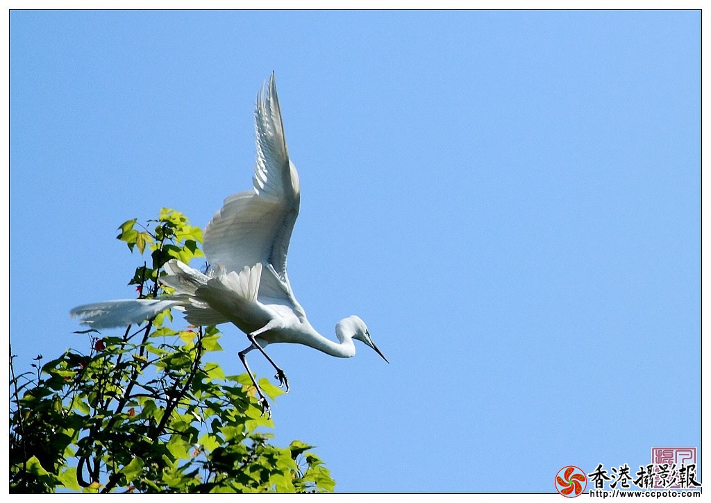 白鹭蓝天5.JPG
