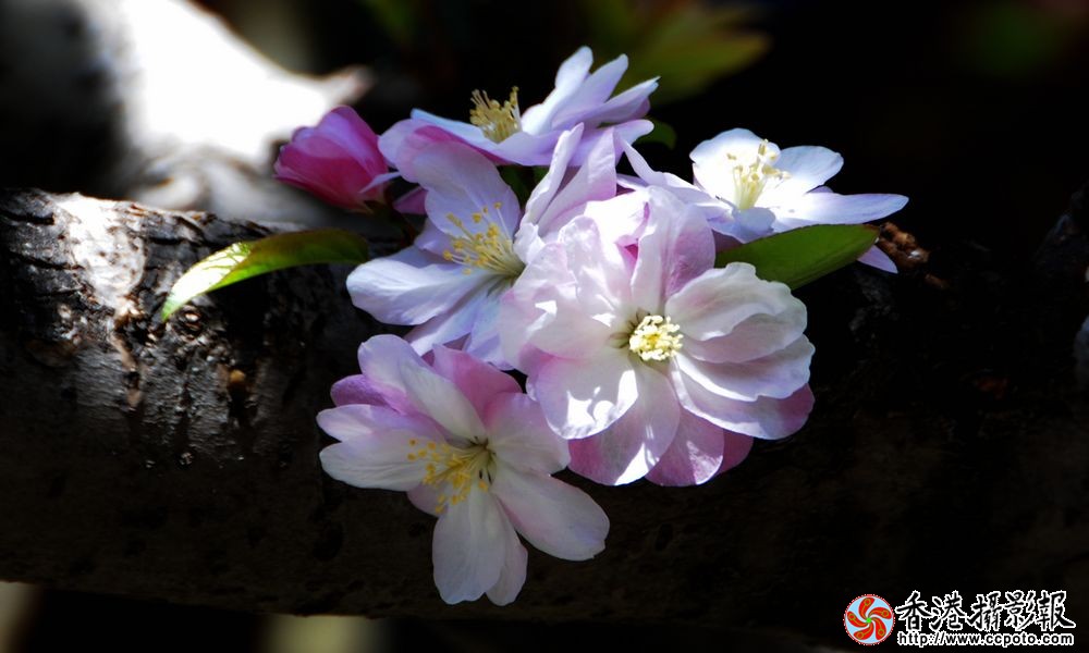 海棠花