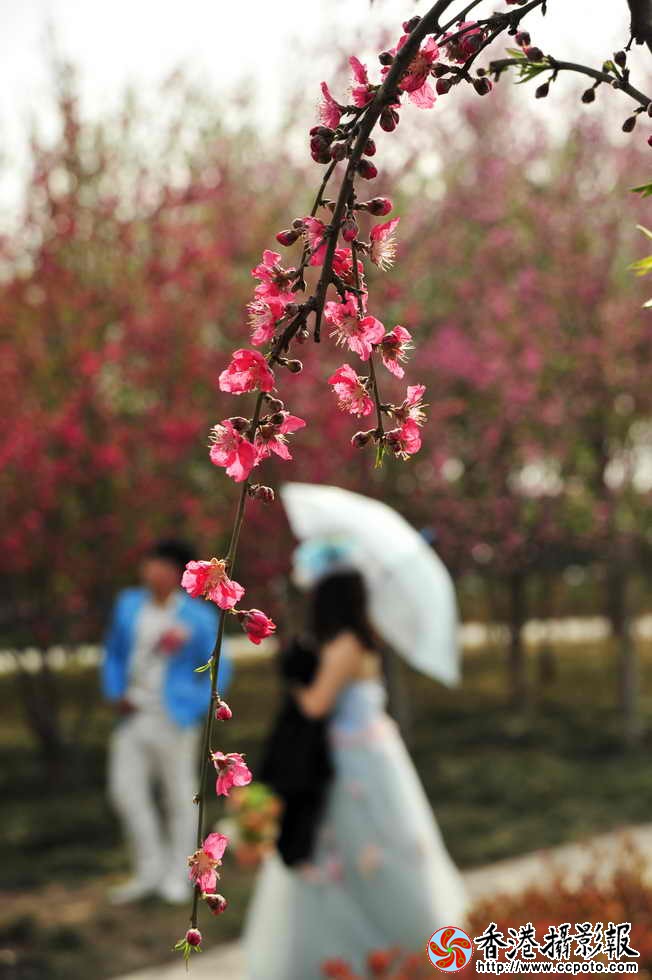 桃花姻缘.JPG