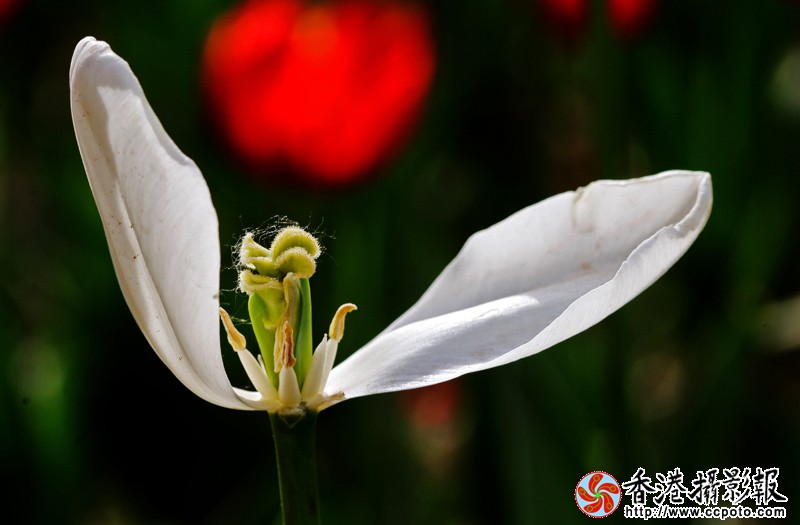 残花7191.jpg