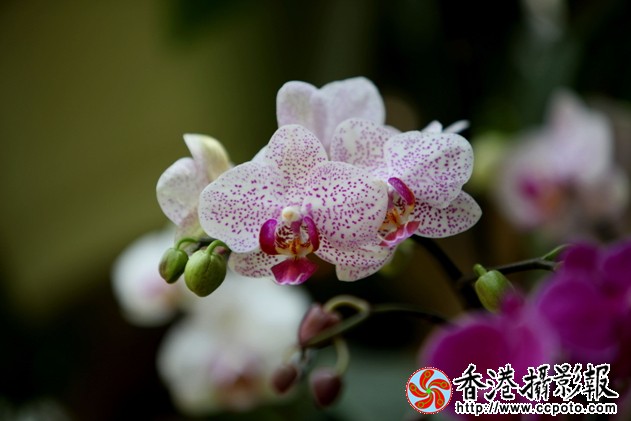IMG_7813.jpg