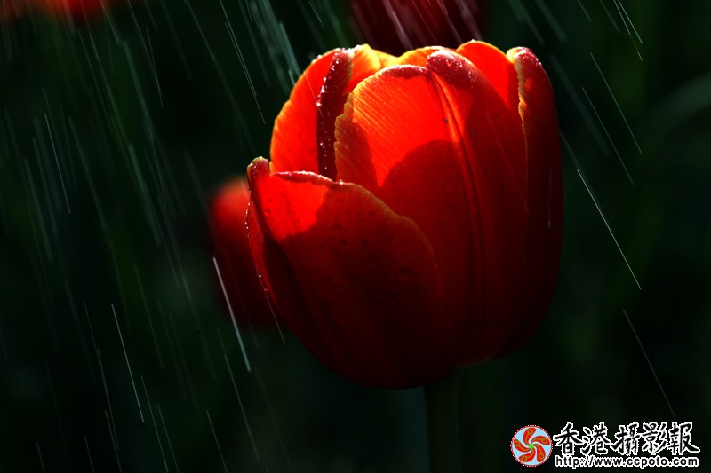 雨中郁金香7406.jpg