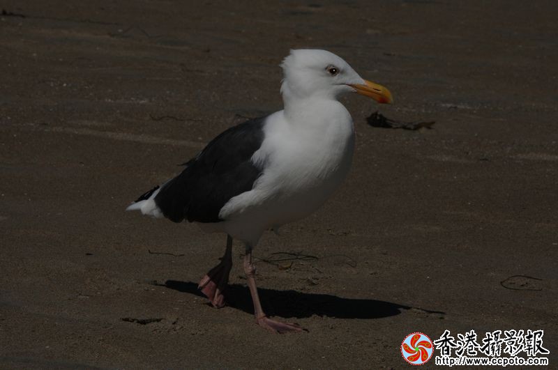 散步