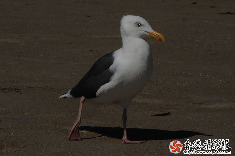 散步