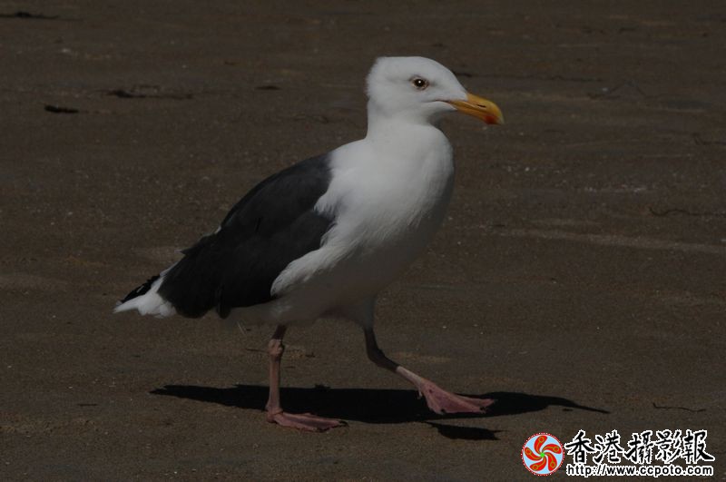 散步