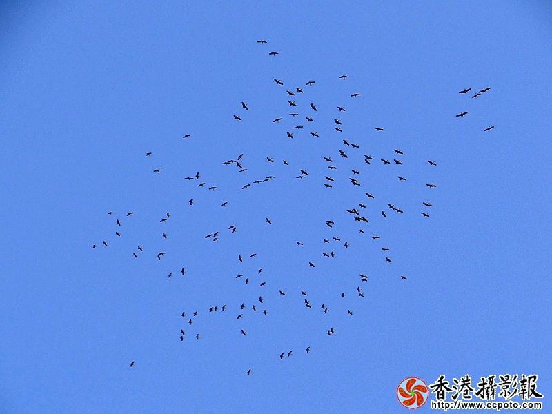 高空盘旋