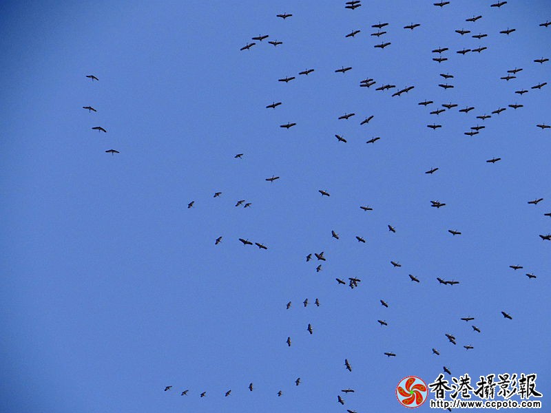 万里碧空尽自由