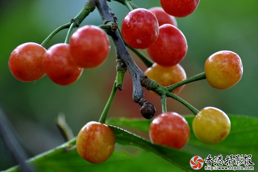 _DSC0035.jpg
