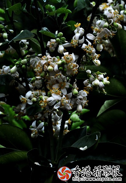 柚子花 （组照）1.jpg