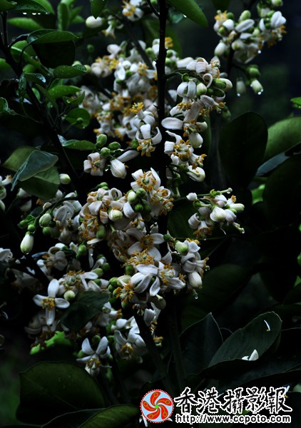 柚子花 2.jpg
