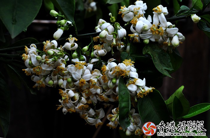 柚子花 3.jpg