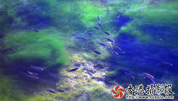 5.冰河里的春天.jpg