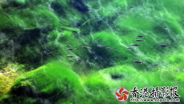 6.冰河里的春天.jpg