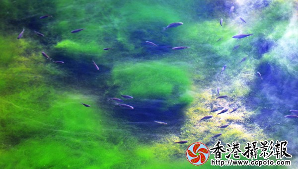 8.冰河里的春天.jpg