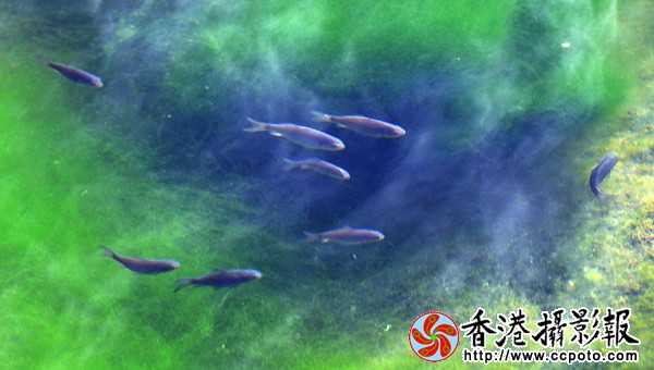 10.冰河里的春天.jpg