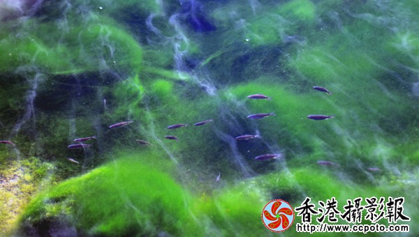 12.冰河里的春天.jpg