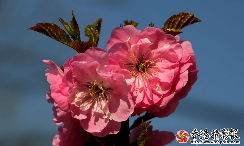 春上枝头