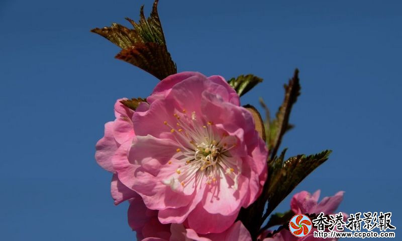 春上枝头