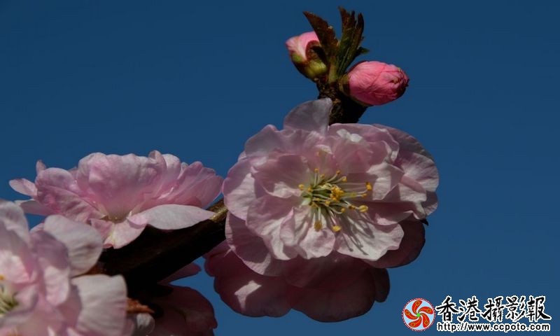 春上枝头