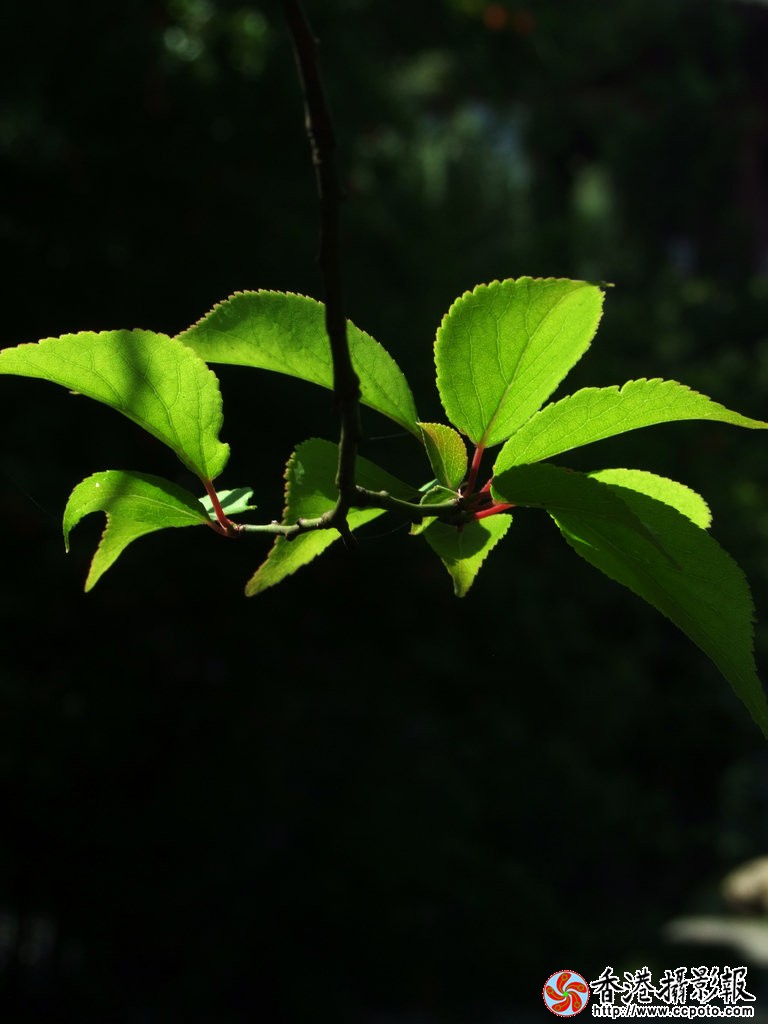 DSCF4437ss.jpg