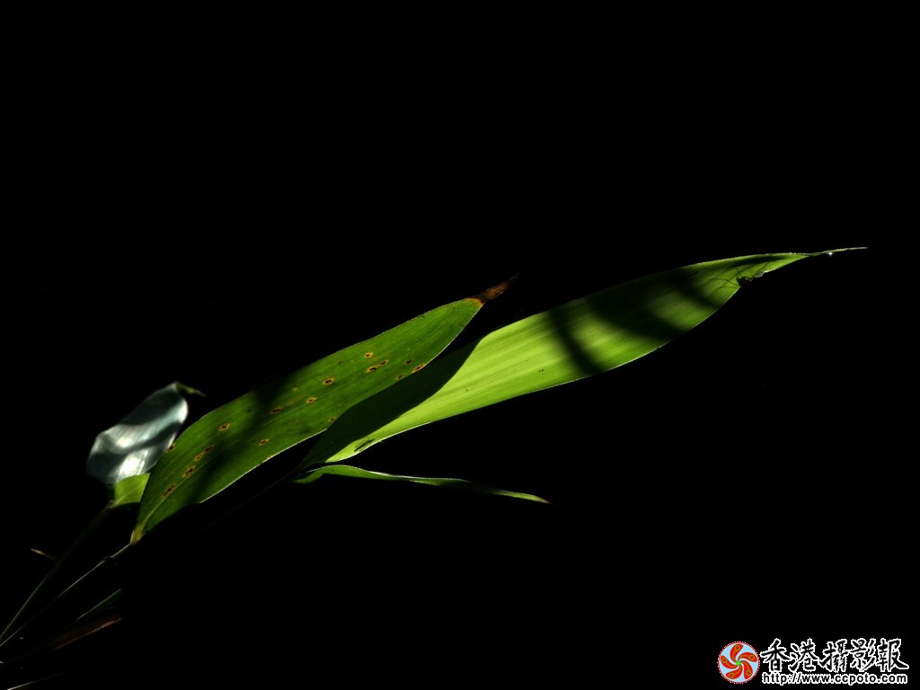 DSCF4423ss.jpg
