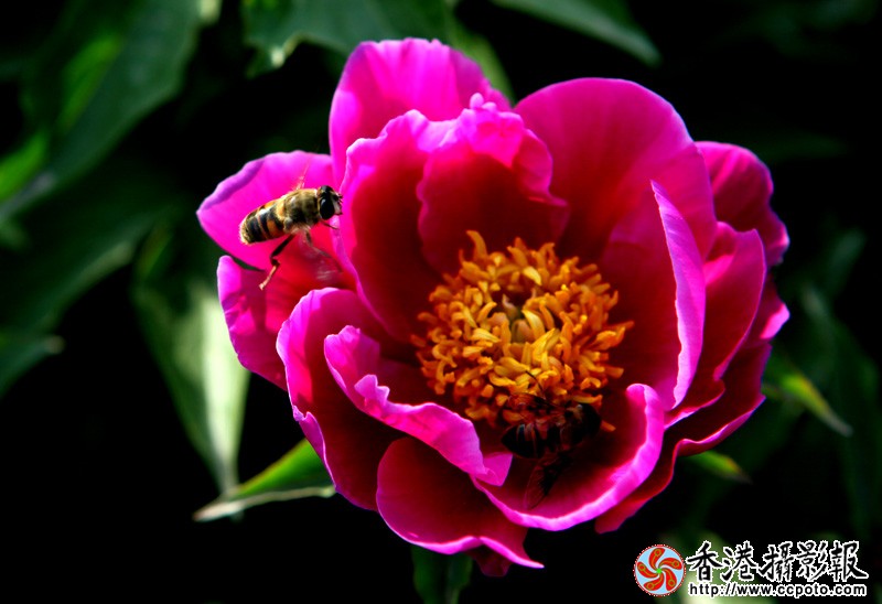 双蜂采花0145.jpg