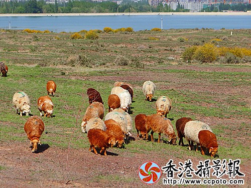 DSC03852_副本.jpg