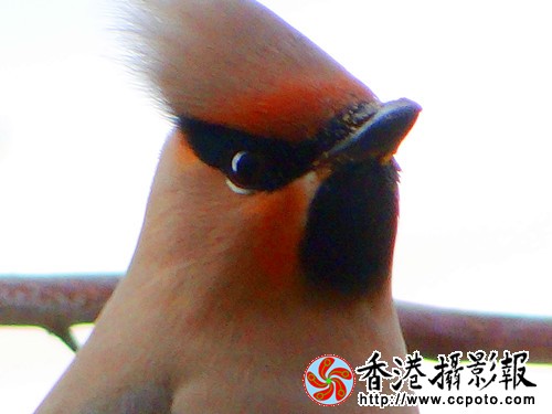 太平鸟