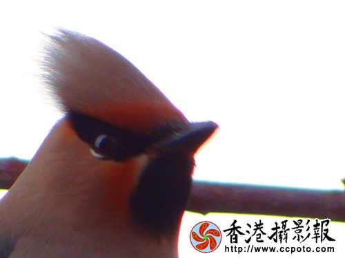 DSC01347_副本.jpg