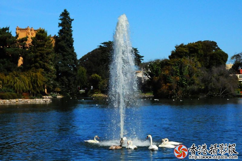 天鹅戏水
