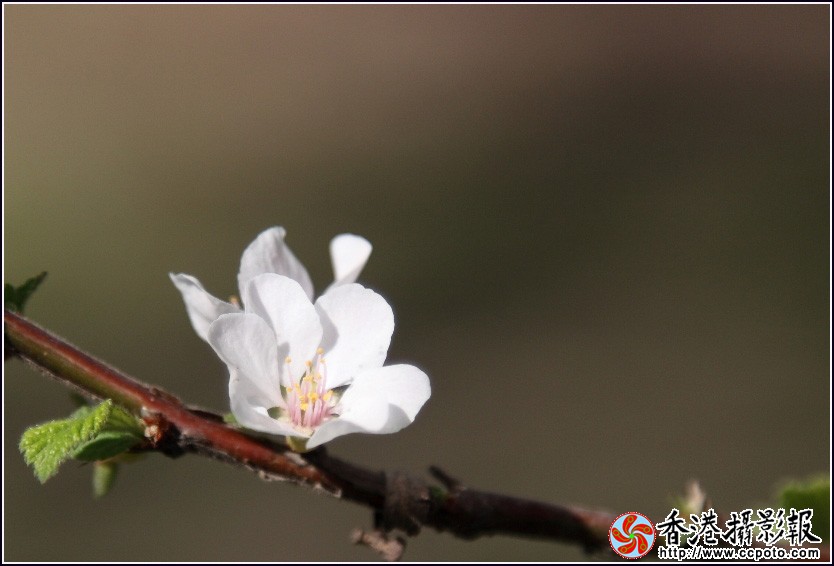 复件 IMG_2084.JPG