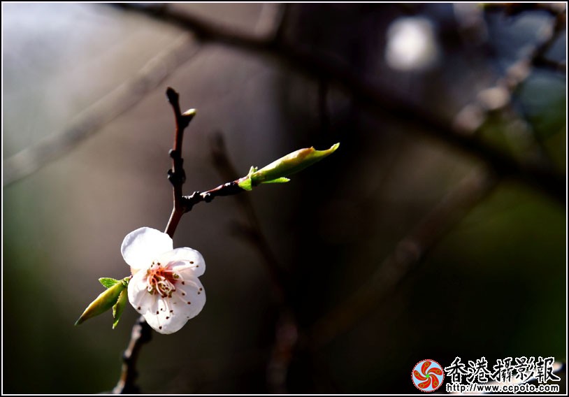 复件 IMG_2112.JPG
