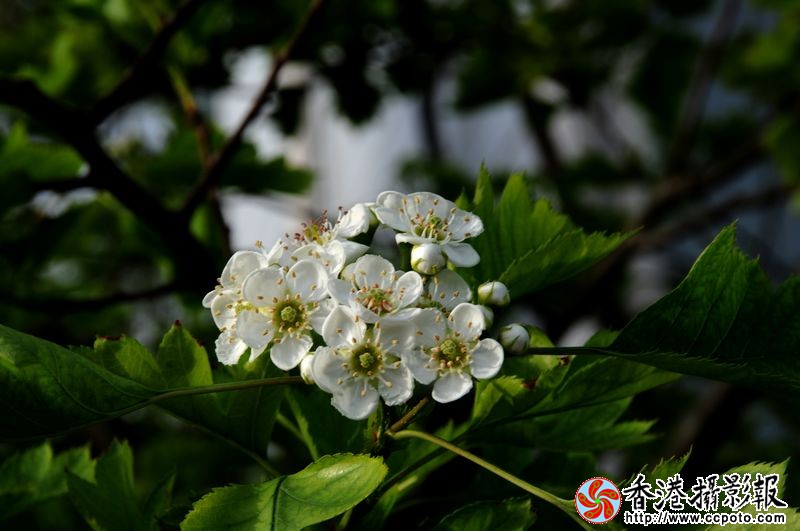 山楂花