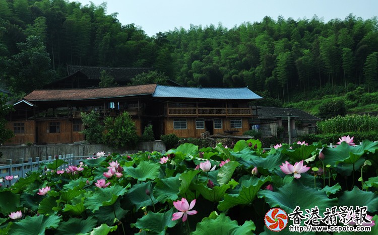 乡村荷花 (1).jpg