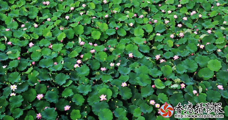 乡村荷花 (2).jpg