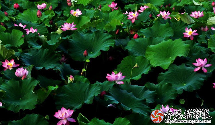 乡村荷花 (3).jpg