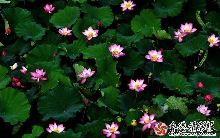 乡村荷花 (5).jpg