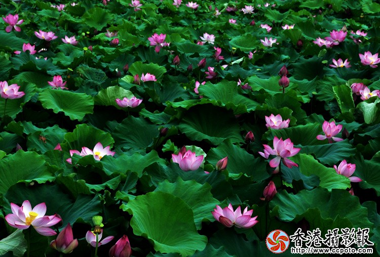 乡村荷花 (6).jpg