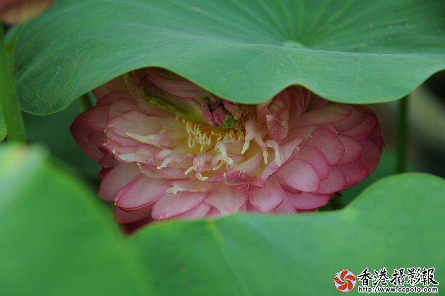 含羞