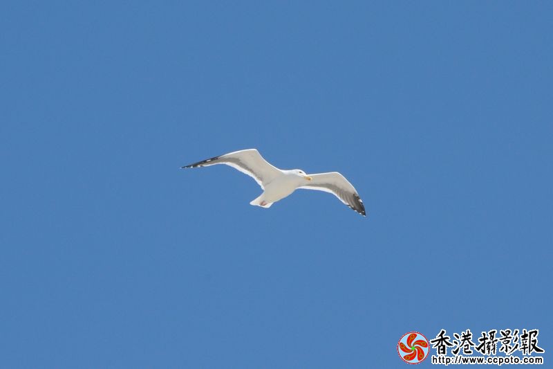 蓝天白鸥