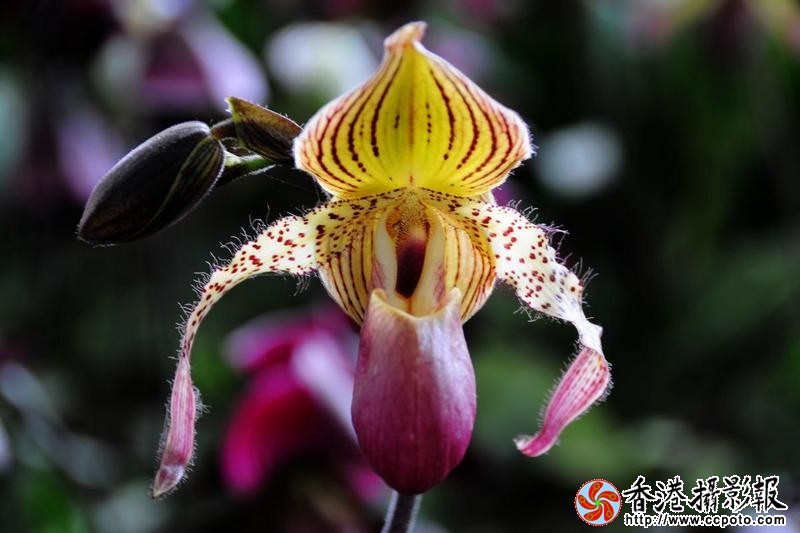 名贵兰花---兜兰