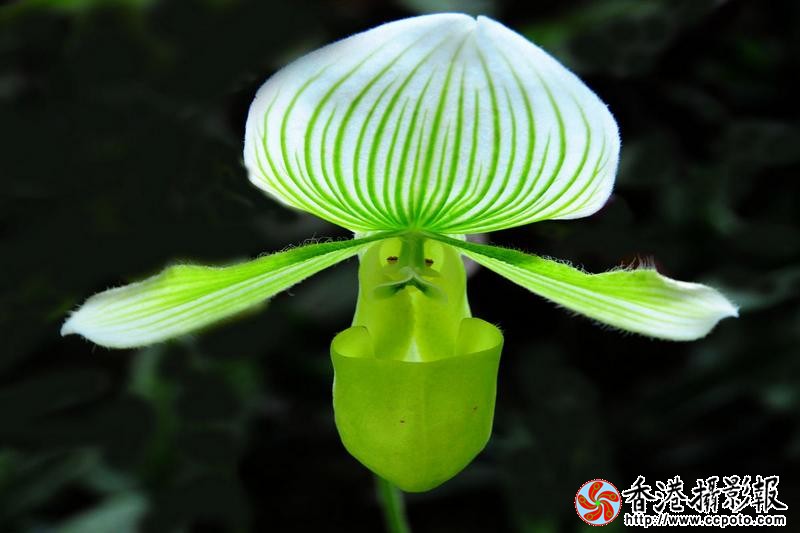 名贵兰花---兜兰