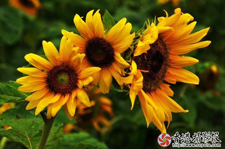 两三朵向阳花 (3).jpg