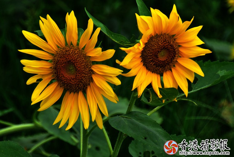 两三朵向阳花 (4).jpg