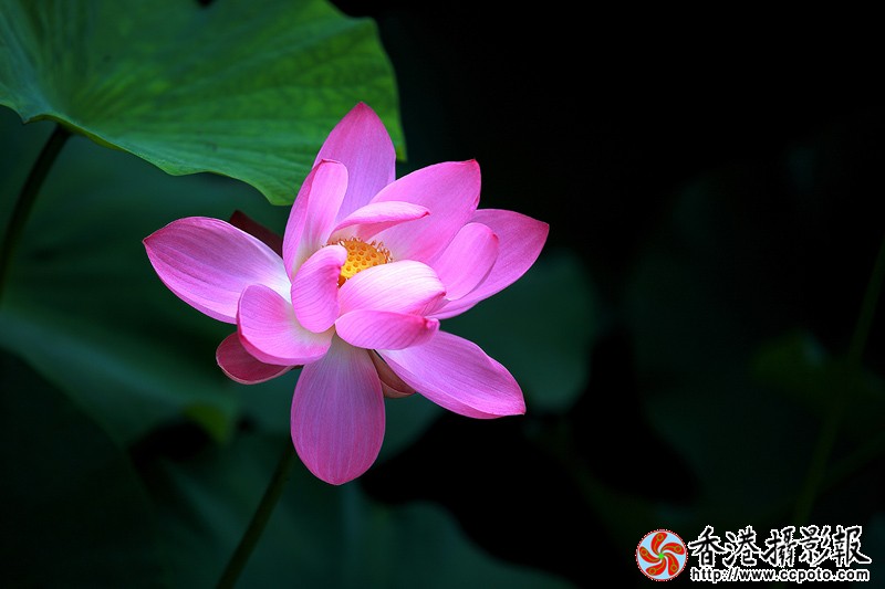 _MG_2395-AA-荷z.jpg