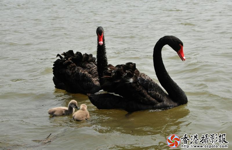 幸福的一家