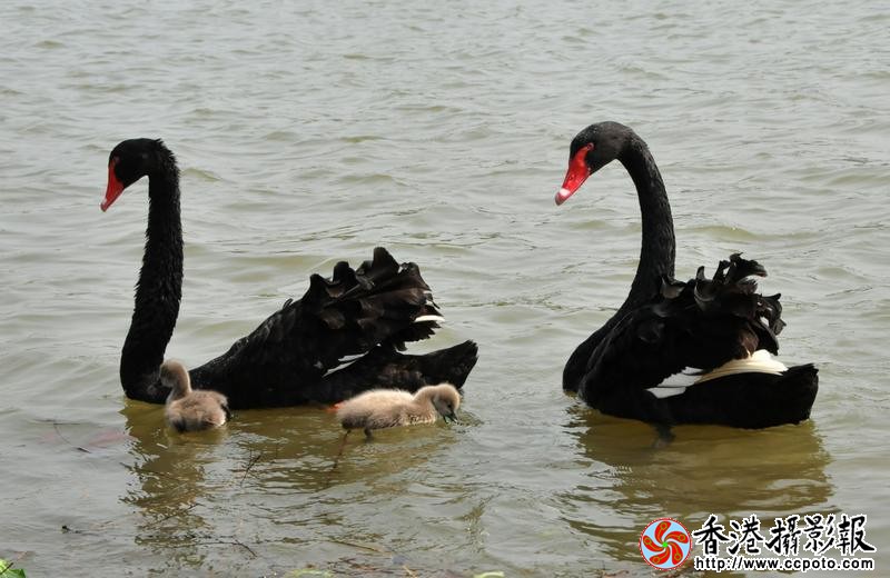 幸福的一家