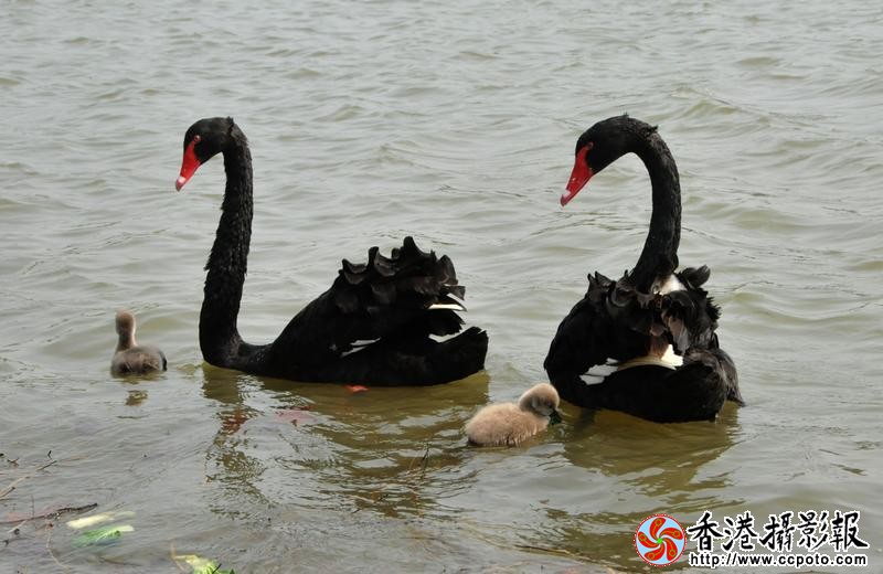 幸福的一家