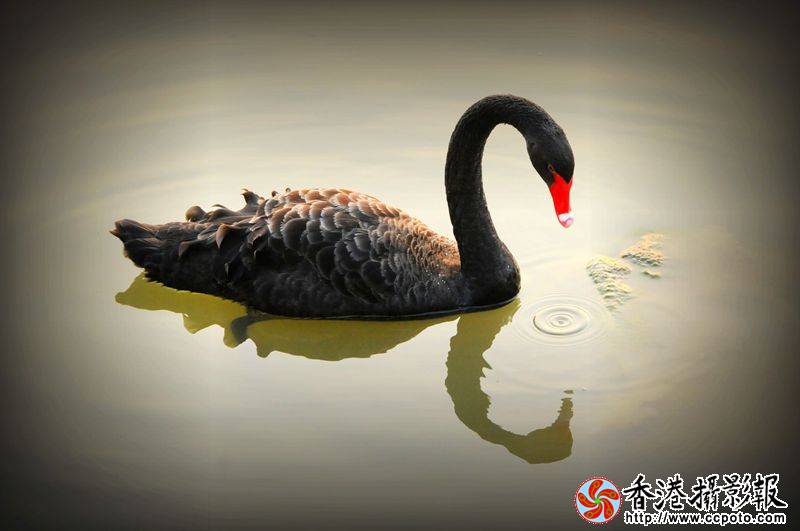 美丽的黑天鹅