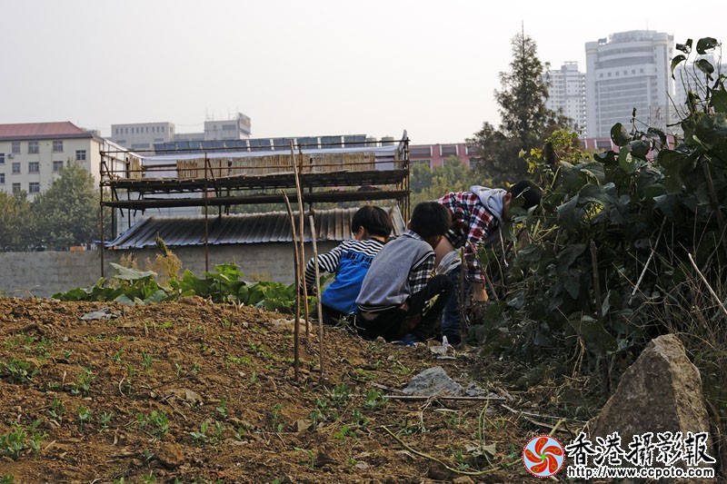 施肥..jpg